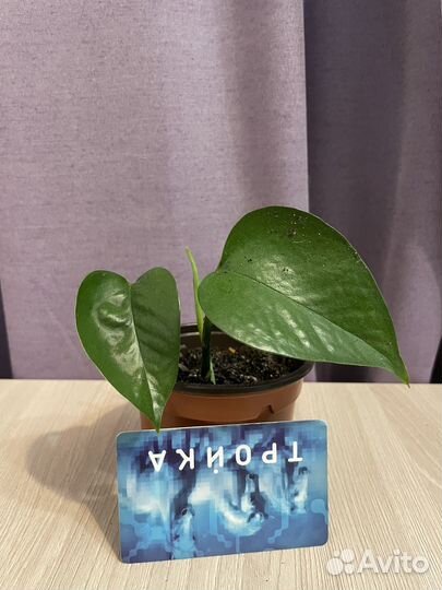 Эпипремнум марбл квин (Сциндапсус)