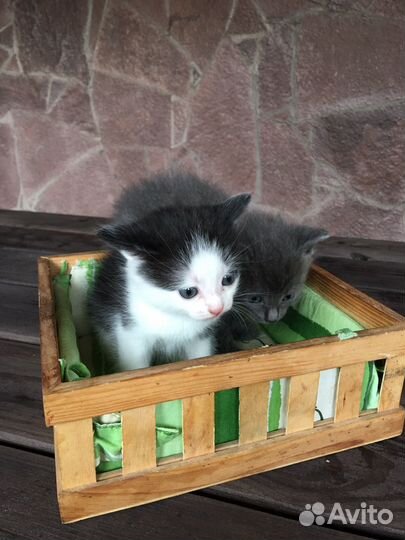 Котята
