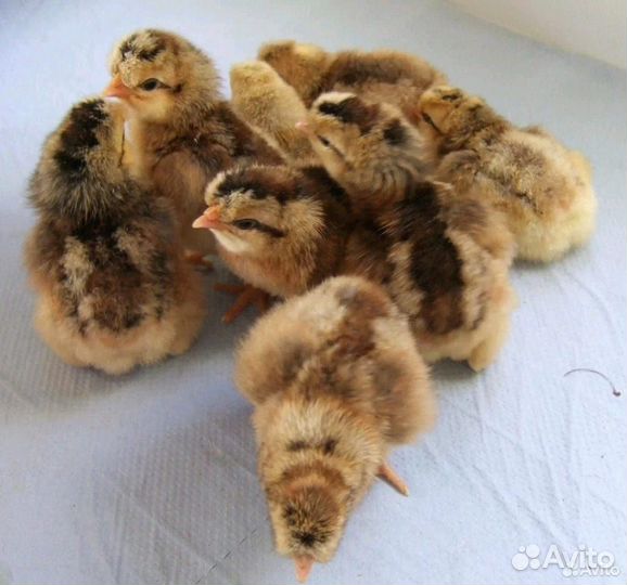 Куры, цыплята породная