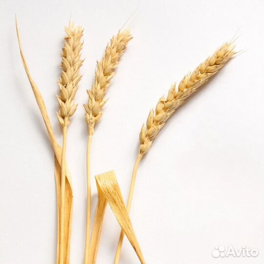 Корм для крс