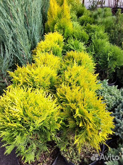 Туя смарагд. Туя брабанд