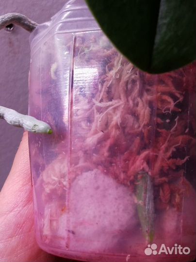 Орхидея фаленопсис yellow chocolate бабочка