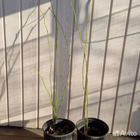 Керия японская махровая