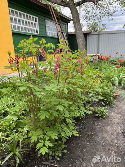 Кустики «Разбитое сердце»