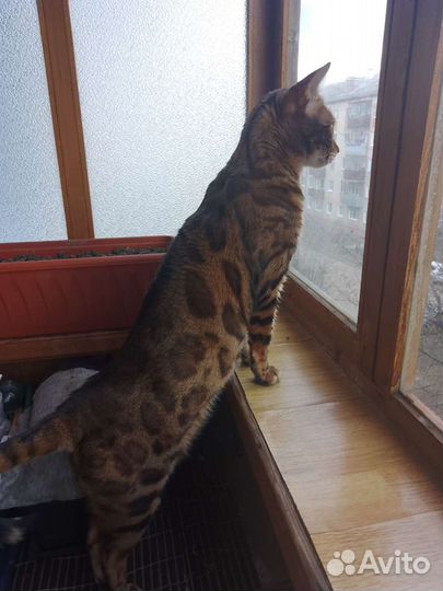 Передержка кошек