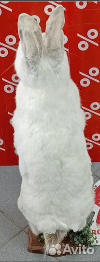 Чучело заяц русак с трубкой