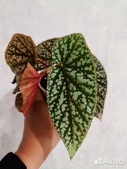 Бегония кейн