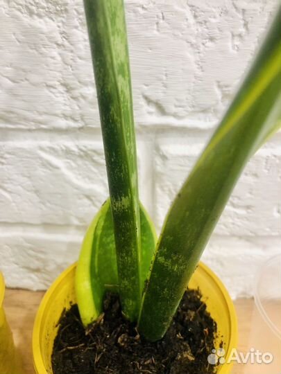 Сансевиерия Ларуенти