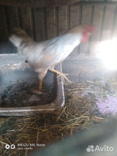 Петухи леггорн, 2