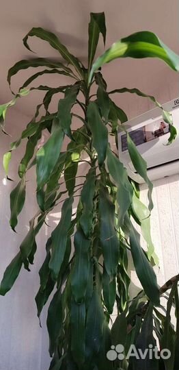 Драцена юкка
