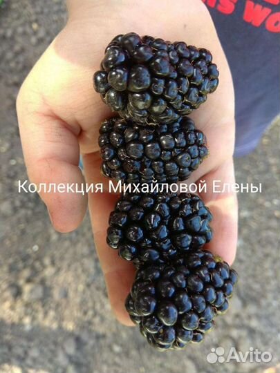 Ежевика садовая без шипов саженцы