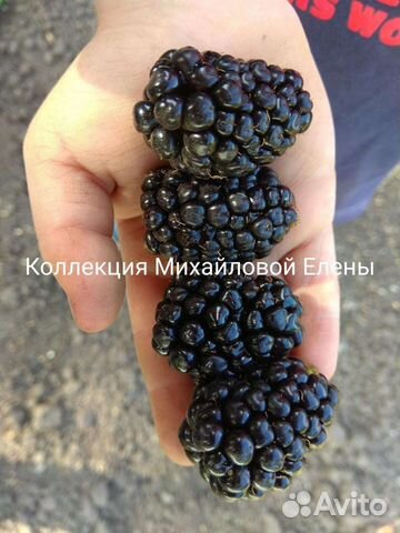 Ежевика садовая без шипов саженцы