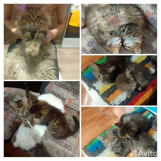 Котятки в добрые руки