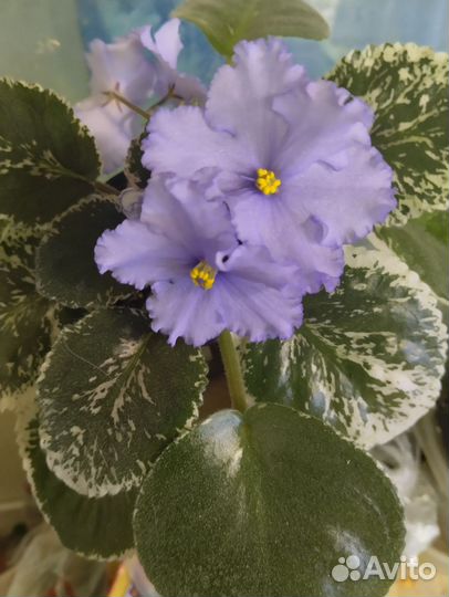 Фиалки сортовые набор листьев