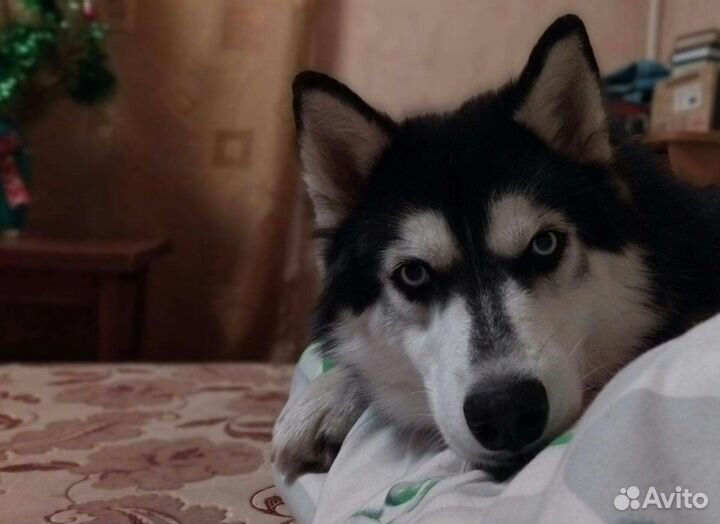 Вязка кабель хаски