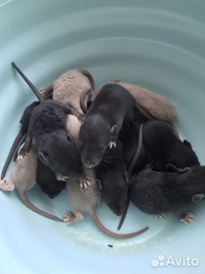 Крысята дамбо вельветин стандарт