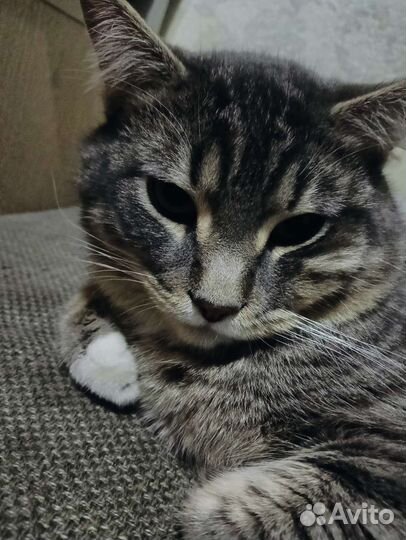 Британский кот на вязку