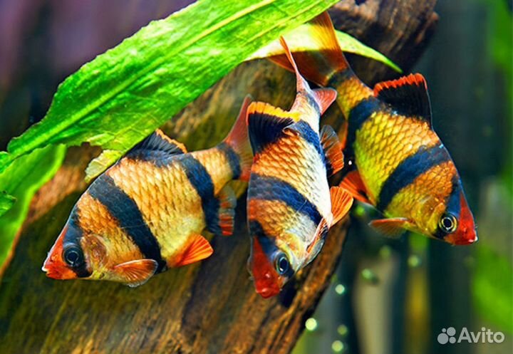 Аквариумные рыбки