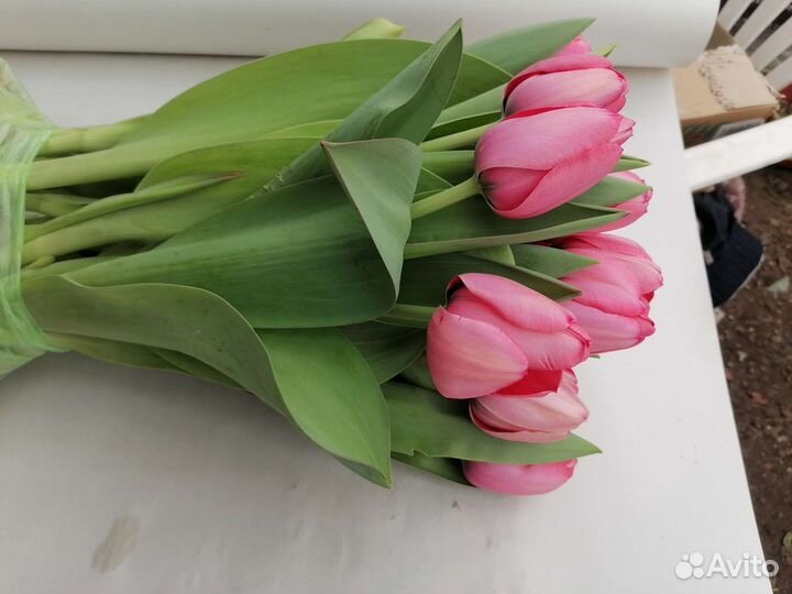 Цветы тюльпаны