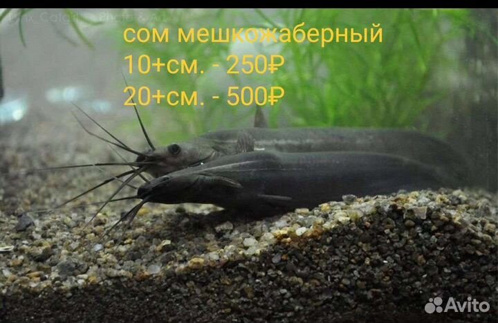 Аквариумная рыба