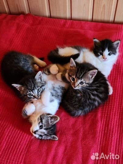 Котята ищут дом