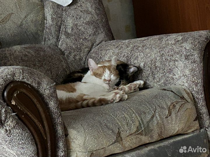 Отдам в добрые руки