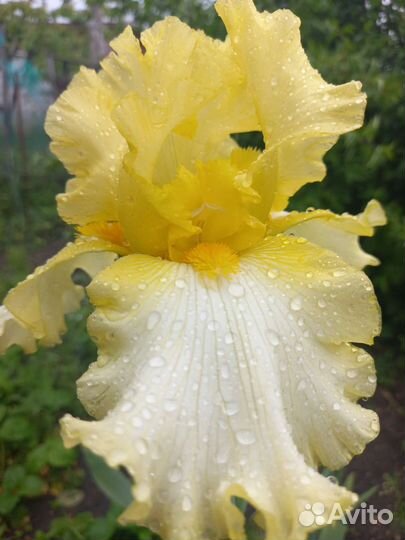 Ирисы бородатые