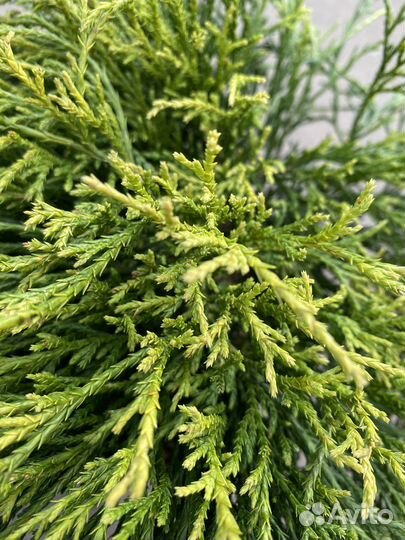 Кипарисовик Санголд