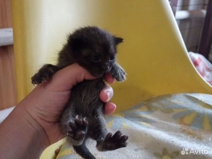 Котята в добрые руки бесплатно