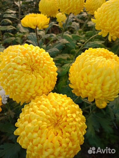 Хризантема