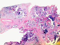 Репетитор по гистологии. Пилорическая часть желудка препарат гистология. Дыхательная гистология препарат. Преподаватель по анатомии. Гистологическое исследование биоптата.