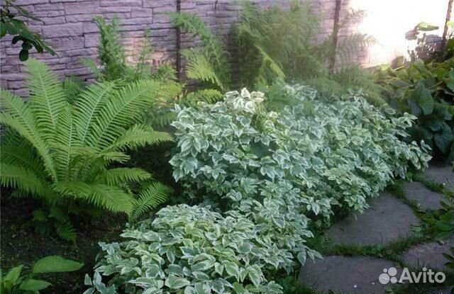 Сныть пестролистная