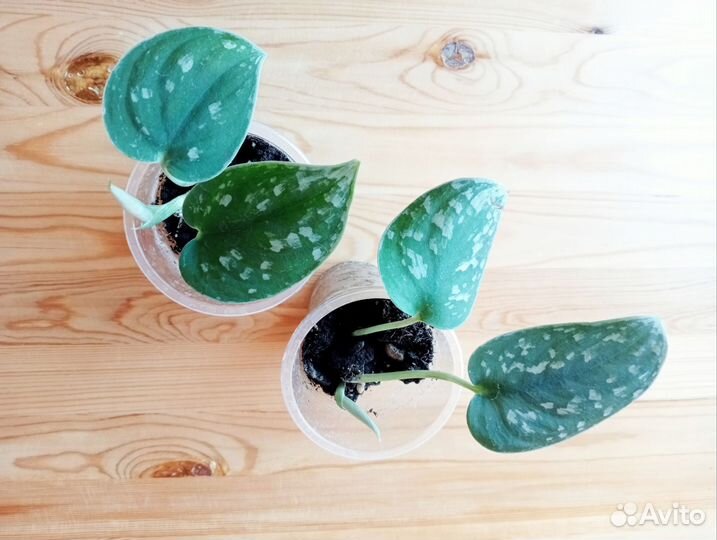 Сциндапсус Сильвер Энн