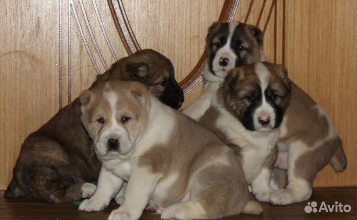 Среднеазиатская овчарка