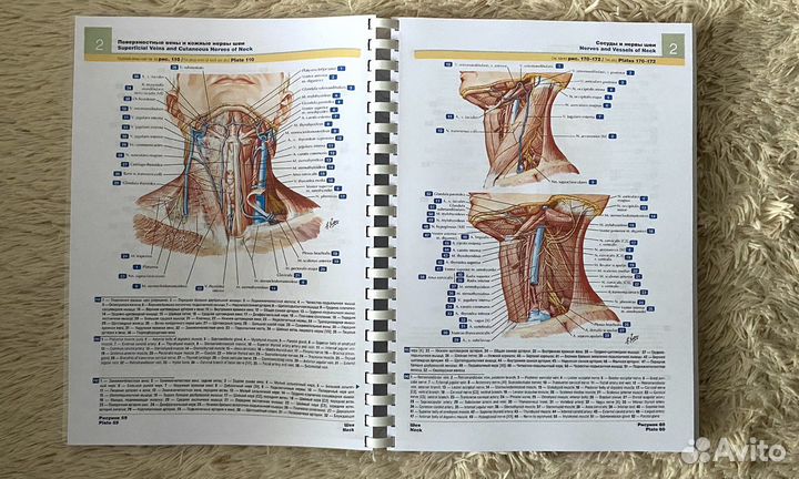Атлас анатомии человека Неттер