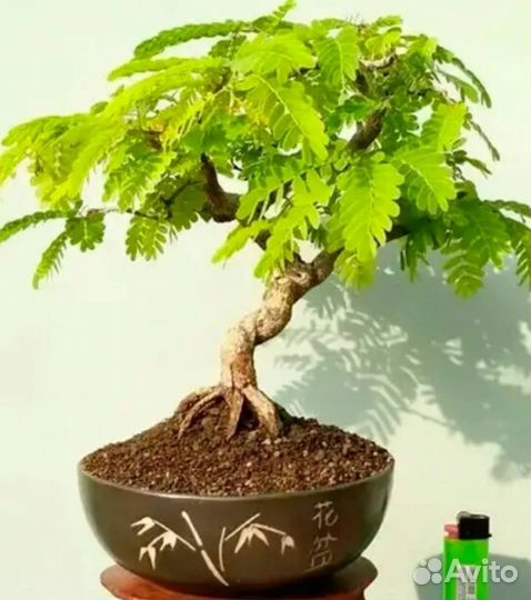 Индийский финик (Tamarindus indica)