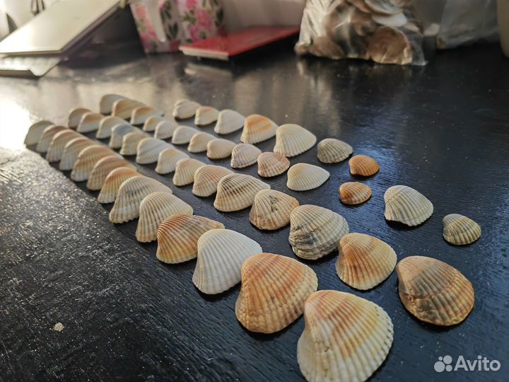 Морские ракушки пакетом 250гр