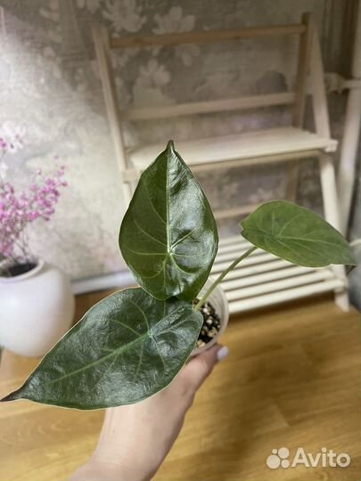 Алоказия венти