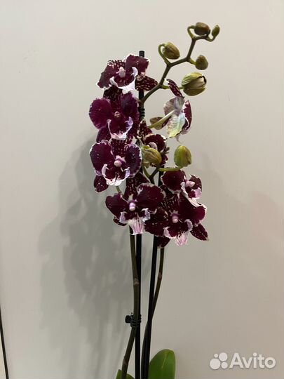 Фаленопсисы разные - цветущие 2