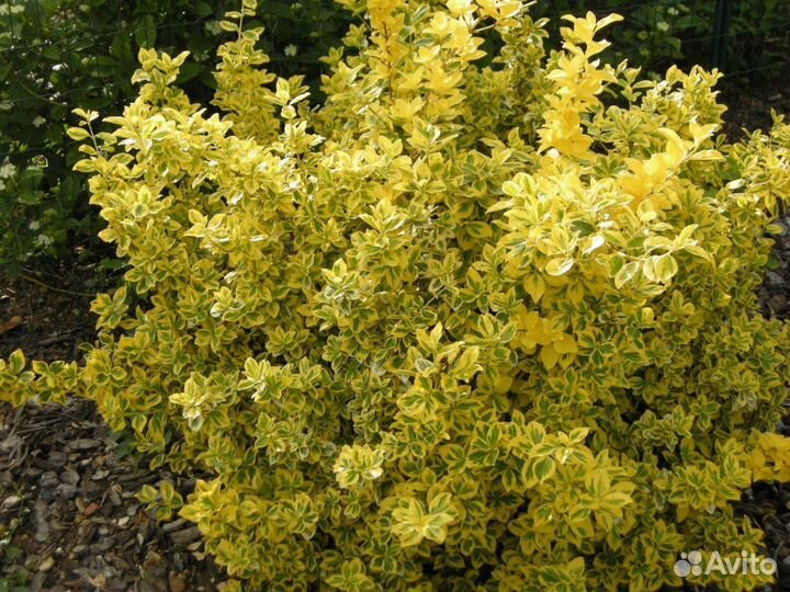 Бересклеты форчуна