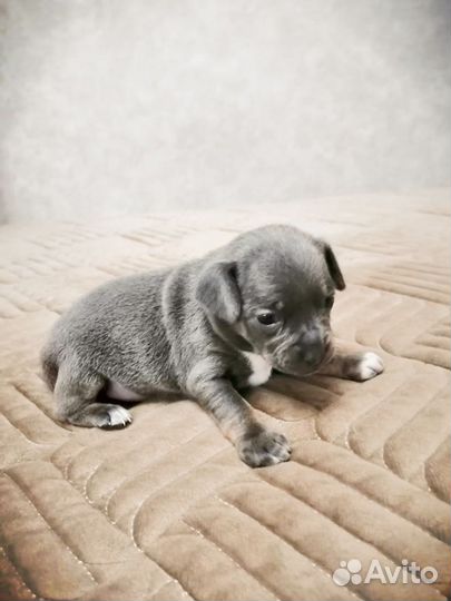 Милые крошки