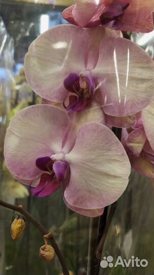 Орхидея фаленопсис Хазард, Compilation, Pobre