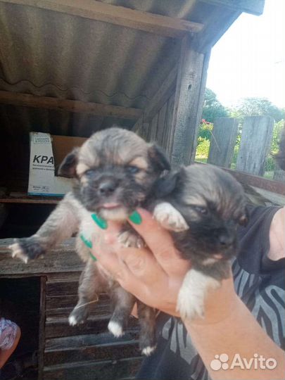 Щенки пекинеса