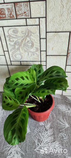 Маранта Фэнтези