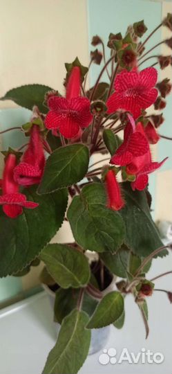 Продам цветы комнатные