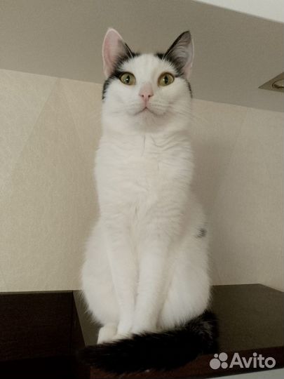 Ириска ищет дом