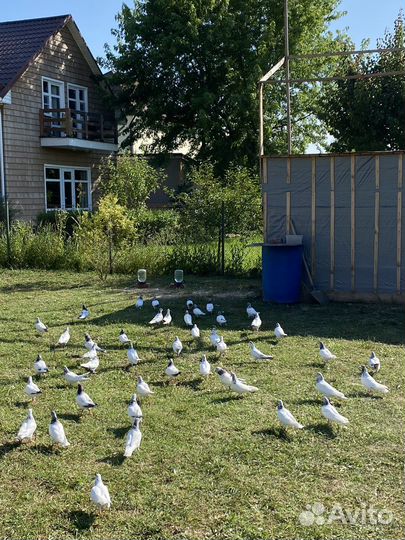Продажа голубей