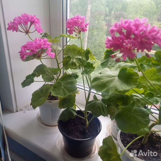 Пеларгония (герань) цветущая