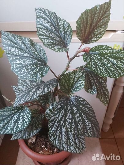 Бегония декоративно лиственная