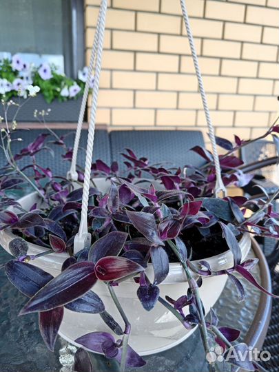 Традесканции